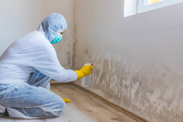 Licensed Mold Inspection service in Vincentown, NJ - WQB Mold Removal